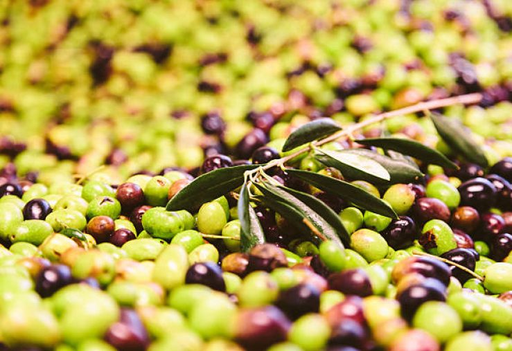 close up of a large pile of olives in an oil mill ready to be squeezed. An olive branch in foreground.  Tuscany - Italian countryside