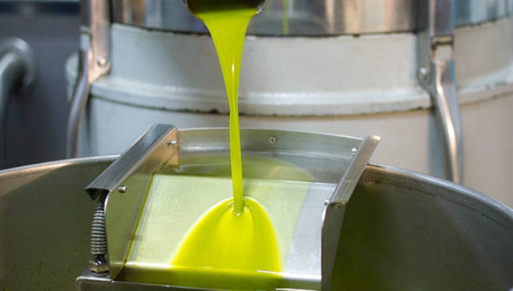 Fresh-pressed green virgin olive oil flowing from olive press spout.