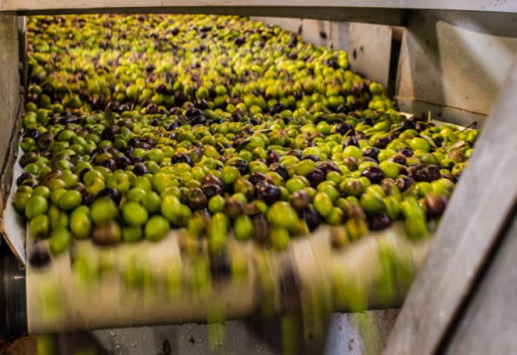 Olive oil production in Greece