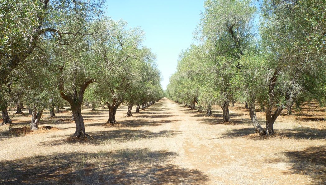 olive-grove-886869_1920