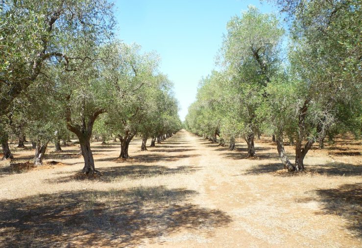 olive-grove-886869_1920
