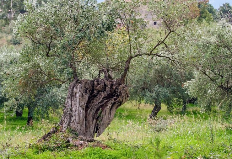 olive-tree-1973386_1280