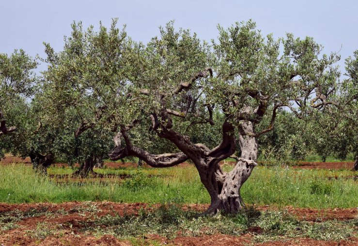olive-tree-3432442_1920