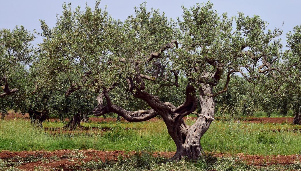 olive-tree-3432442_1920